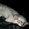 liamy0017